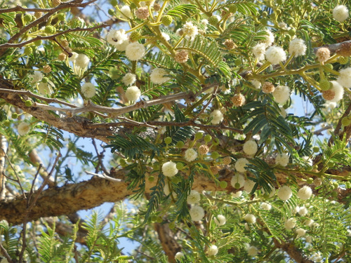 Cotton like bloom.